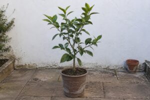 Un jeune agrume au feuillage vert dans un pot sur une terrasse.