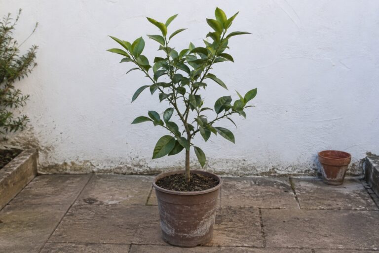 Un jeune agrume au feuillage vert dans un pot sur une terrasse.
