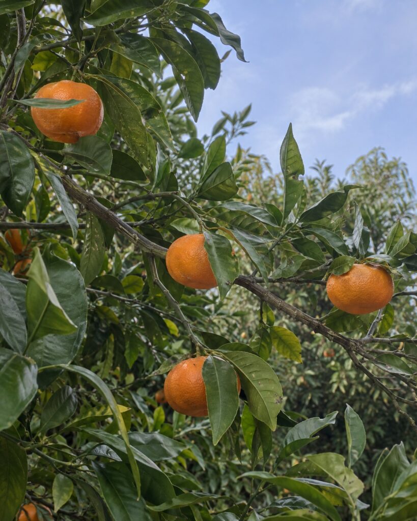Illustration générée par IA : clémentines Clemenules parmi le feuillage de l'arbre.