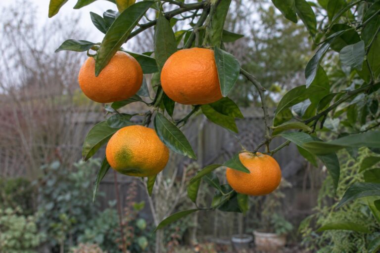 Des clémentines orange, dont une avec une petite zone verdâtre, sur une branche feuillue.