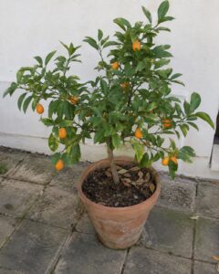 Illustration générée par IA : kumquat Fukushu en pot portant de petits fruits orange sur une terrasse.