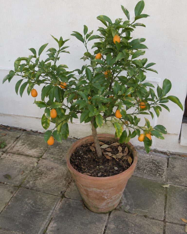 Illustration générée par IA : kumquat Fukushu en pot portant de petits fruits orange sur une terrasse.