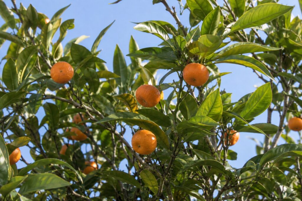 De petites mandarines orange sur leurs branches, vues à travers le feuillage.