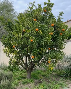 Illustration générée par IA : mandarinier Ponkan portant des fruits dans un jardin.