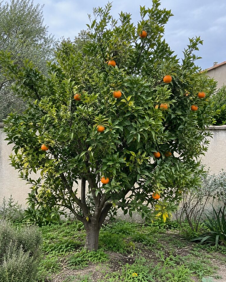 Illustration générée par IA : mandarinier Ponkan portant des fruits dans un jardin.