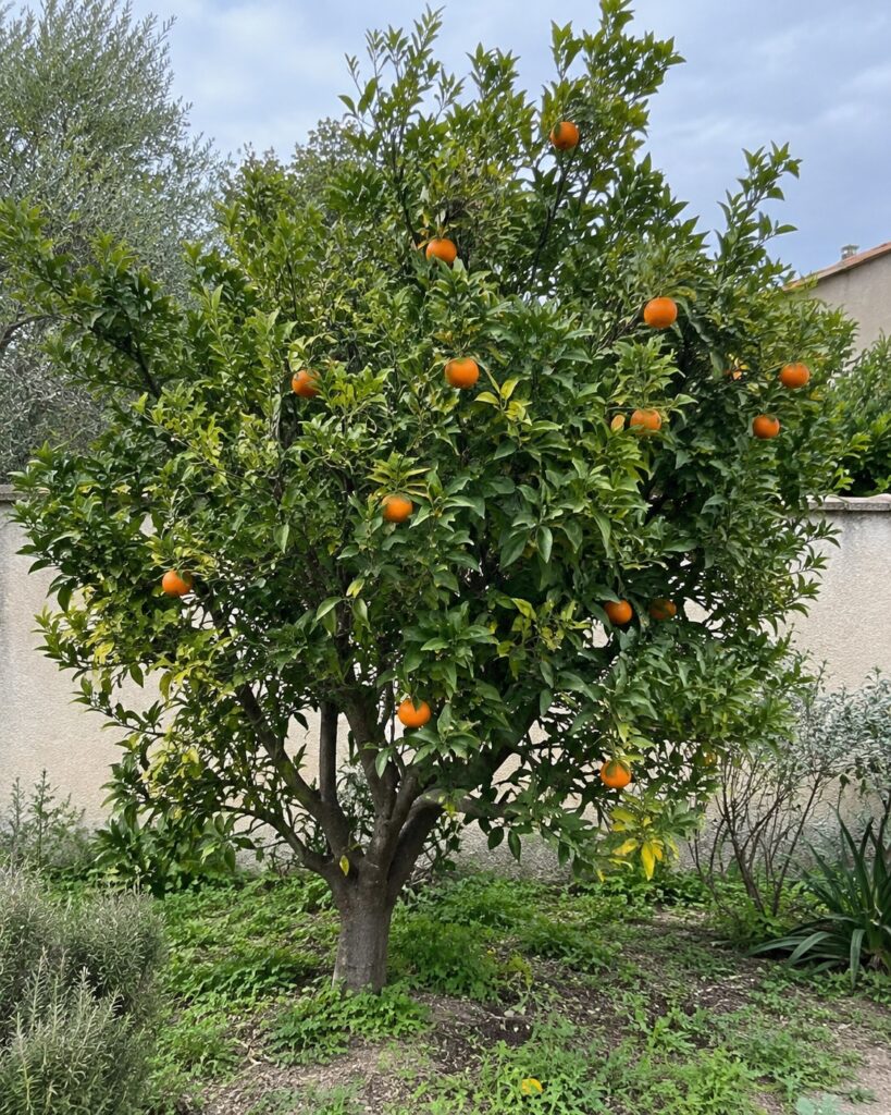 Illustration générée par IA : mandarinier Ponkan portant des fruits dans un jardin.