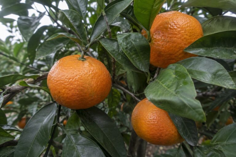 Des mandarines orange aplaties sur une branche, parmi les feuilles.