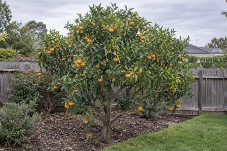 Un petit mandarinier portant des fruits orange dans un jardin.
