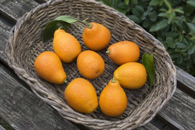 De petits agrumes orange en forme de poire dans un panier de récolte.