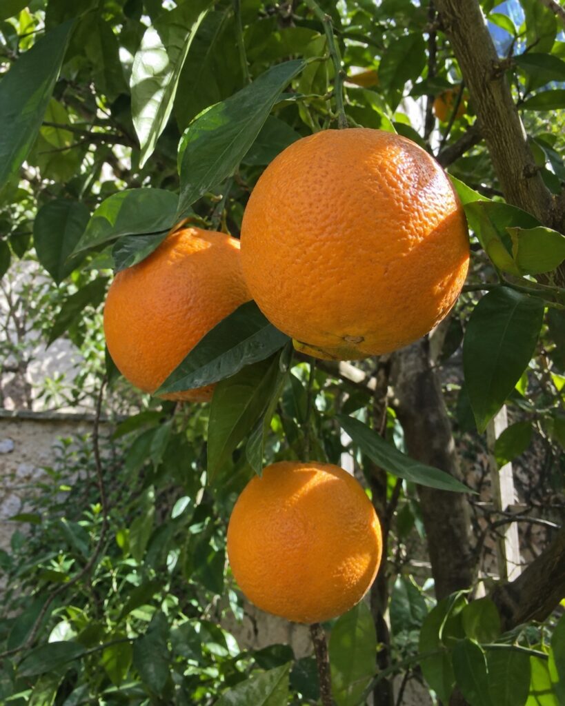 Illustration générée par IA : oranges Washington Navel sur une branche au jardin.
