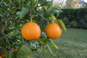 Deux agrumes orange presque ronds sur une branche aux feuilles légèrement recourbées.