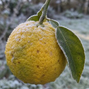 Illustration générée par IA d’un yuzu givré sur son arbre