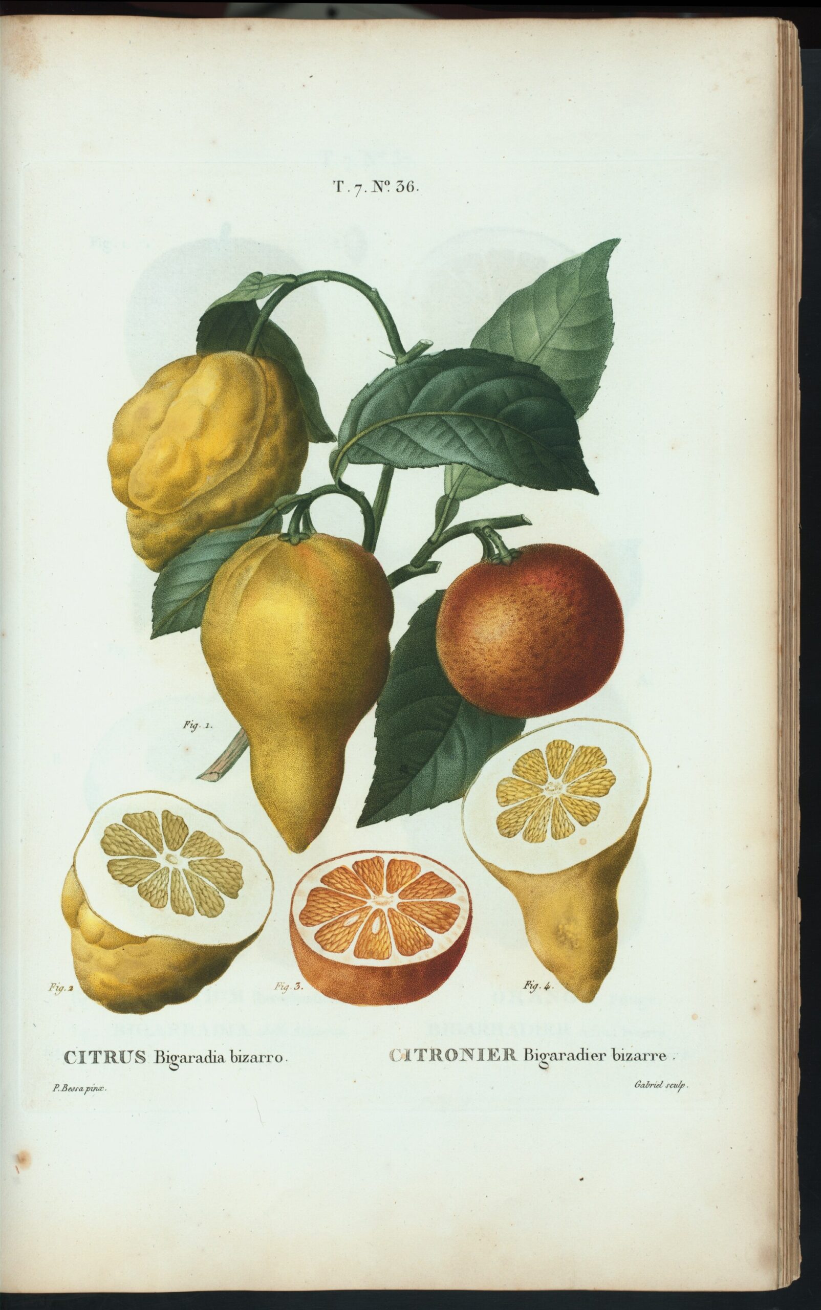 Planche ancienne intitulée Citronnier Bigaradier bizarre, représentant des fruits irréguliers entiers et en coupe.