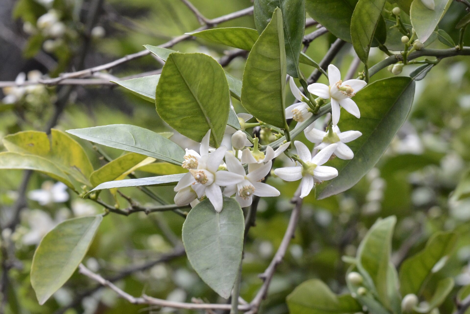 Fleurs blanches et boutons de bigaradier sur un rameau feuillé, photographiés à Kozan en Turquie.