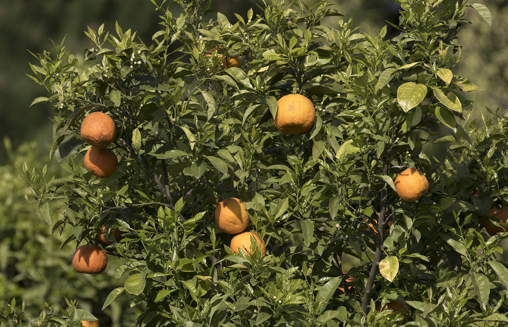 Bigarades mûres à la peau orange rugueuse sur un arbre, photographiées à Adana en Turquie.