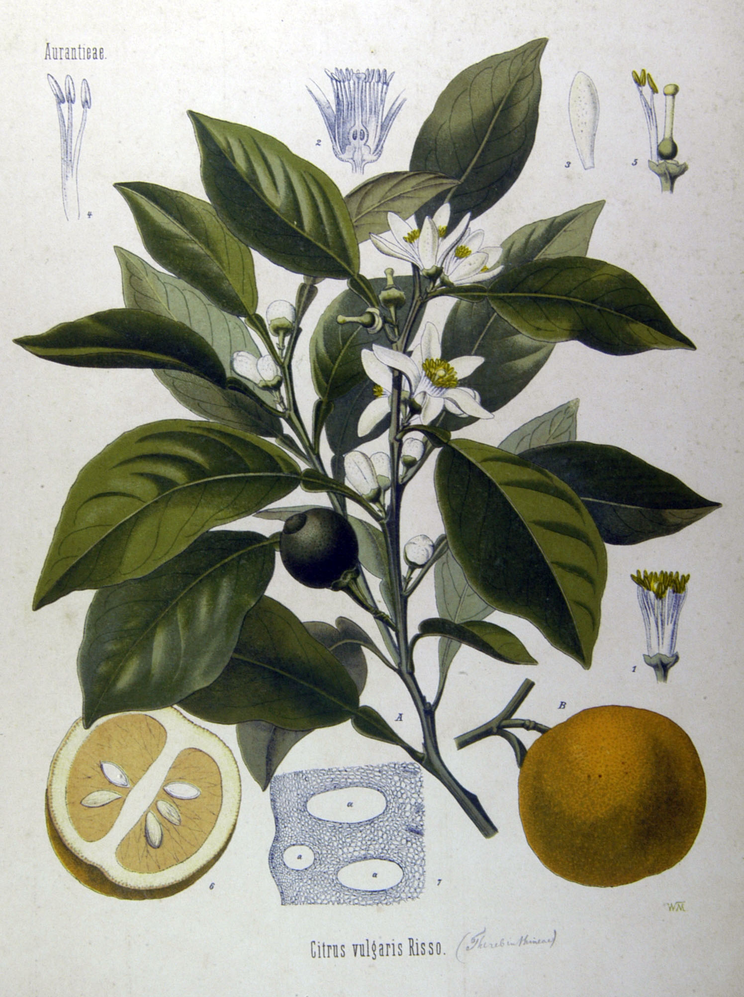 Planche botanique ancienne montrant un rameau de bigaradier, des fleurs, un fruit entier et une coupe du fruit.