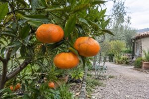 Grosses mandarines aplaties sur une branche feuillue au jardin.