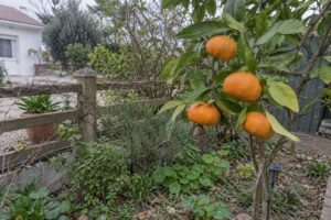 Mandarines orange sur une branche dans un jardin, près d’une clôture.