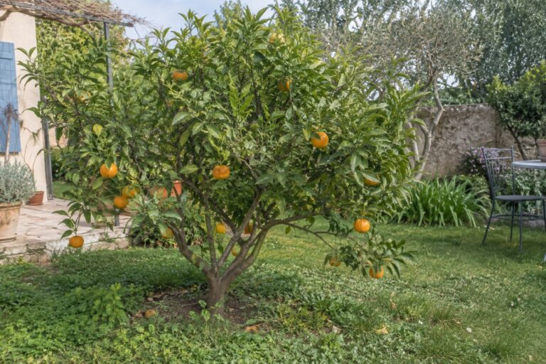 Petit arbre portant des mandarines orange dans un jardin ensoleillé.