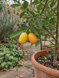 Illustration de Limequat Tavares avec fruits et feuillage dans un cadre de jardin ou de récolte.