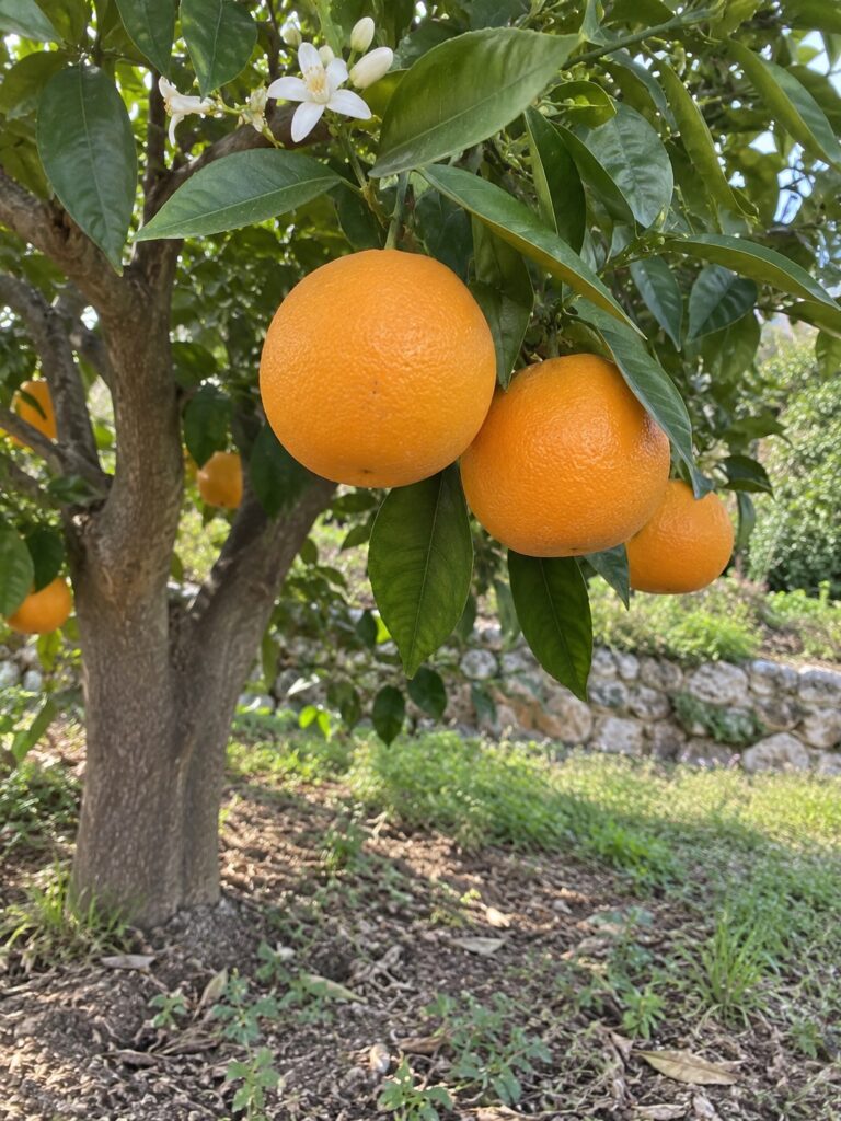 Illustration de Oranger Hamlin avec fruits et feuillage dans un cadre de jardin ou de récolte.