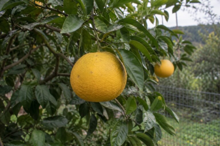 Un gros agrume jaune orangé mûr, à peau légèrement irrégulière, suspendu à une branche feuillue.