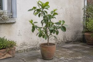 Un jeune papeda en pot, au feuillage vert, sur une terrasse de jardin.
