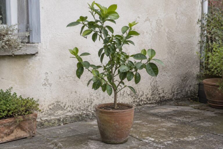 Un jeune papeda en pot, au feuillage vert, sur une terrasse de jardin.