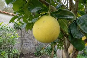 Un gros fruit jaune de papeda suspendu à une branche, parmi de larges feuilles vertes.