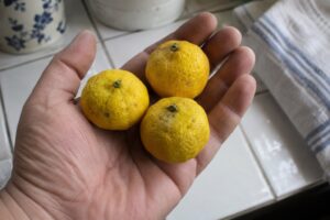 Trois petits papedas jaunes récoltés dans la paume d’une main.