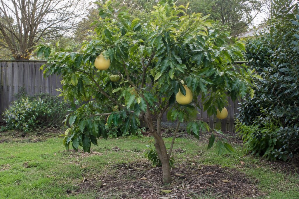 Un jeune ichanglemon au jardin portant quelques gros agrumes jaunes.