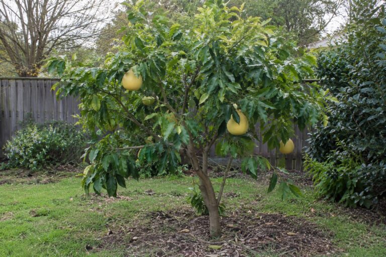 Un jeune ichanglemon au jardin portant quelques gros agrumes jaunes.