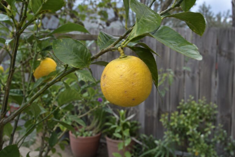 Un petit agrume jaune arrondi sur une branche d’ichanglemon feuillue.