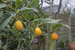 De petits agrumes jaune orangé, de la taille de kumquats, sur une branche.