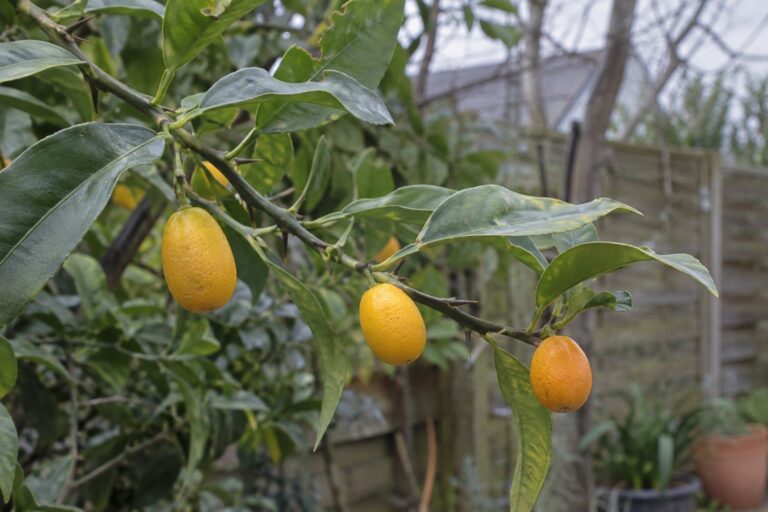 De petits agrumes jaune orangé, de la taille de kumquats, sur une branche.