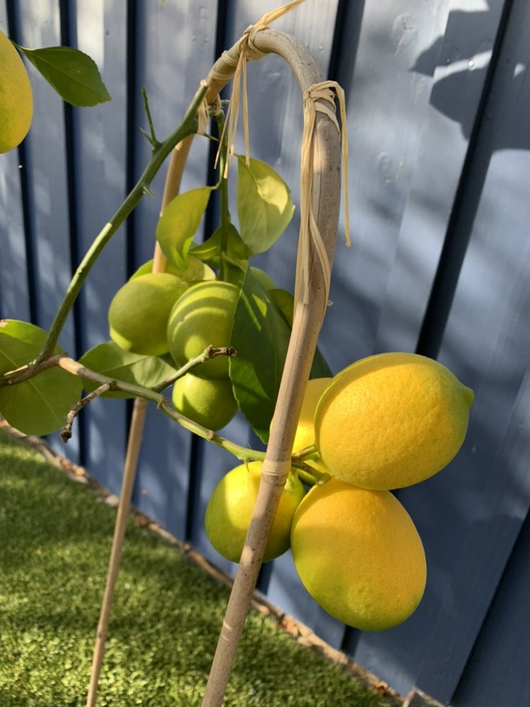 Citrons Meyer jaunes sur une branche soutenue par un tuteur en bois, avec d’autres fruits encore verts.