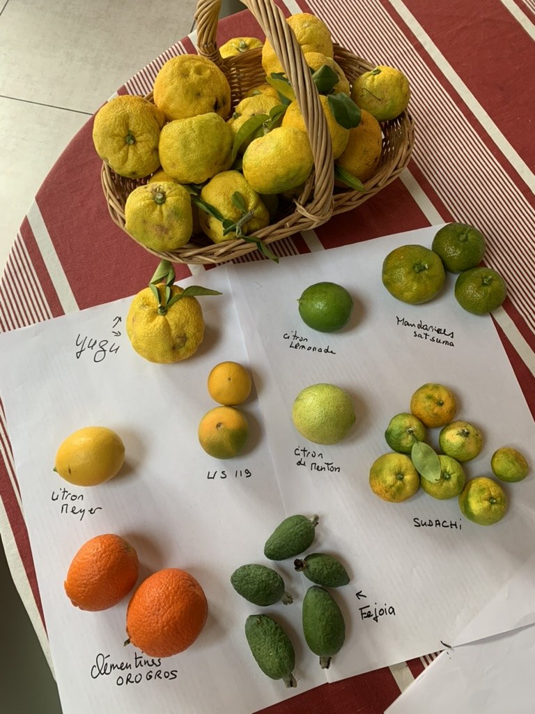 Panier de yuzus et agrumes répartis sur des feuilles étiquetées, avec notamment le Meyer et le sudachi, dans une récolte du jardin.