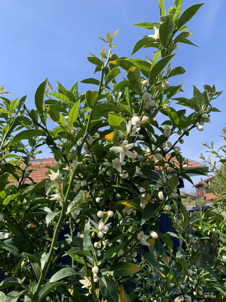 Fleurs blanches et boutons de yuzu sur des branches feuillées dans le jardin de Léo
