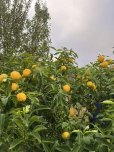 Yuzu au feuillage dense portant de nombreux fruits jaunes à l’écorce irrégulière, dans le jardin sous un ciel couvert.