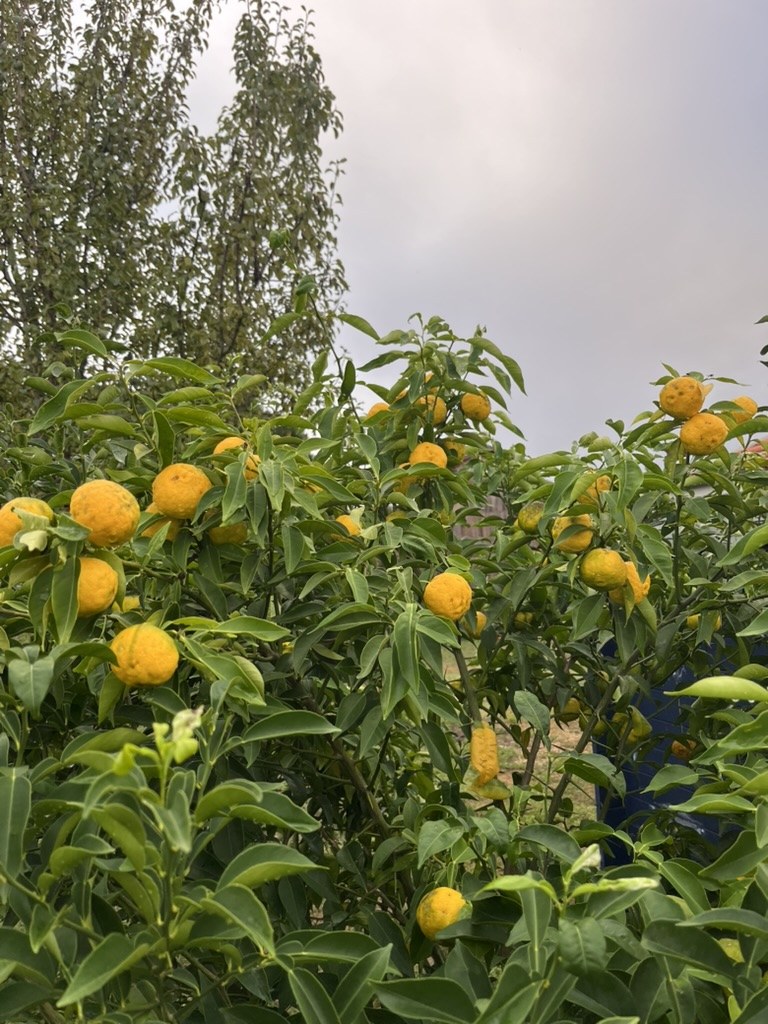 Yuzu au feuillage dense portant de nombreux fruits jaunes à l’écorce irrégulière, dans le jardin sous un ciel couvert.