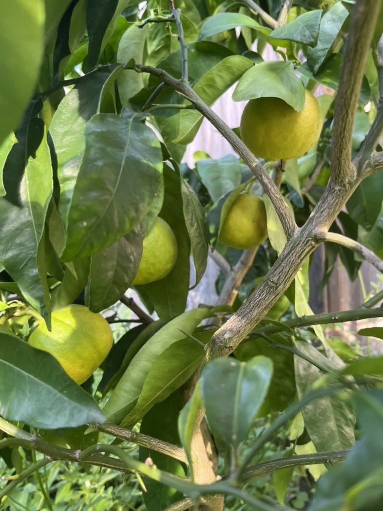 Fruits d’Ichang Lemon verts à jaunes parmi les branches et les feuilles de l’arbre, vus de près.