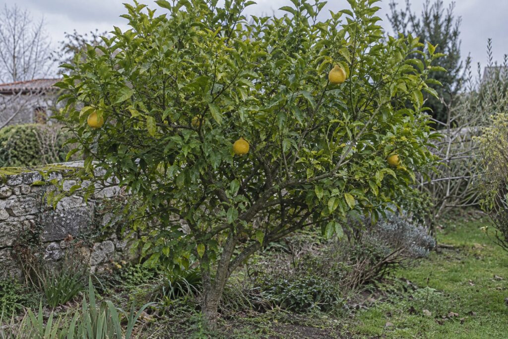 Un kinkoji au feuillage vert portant quelques fruits jaune doré en forme de poire.