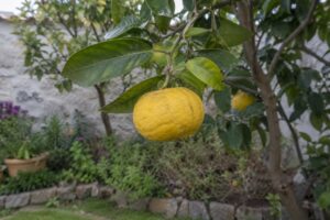 Un kotokan jaune aplati à l’écorce légèrement bosselée, attaché à une branche feuillue.