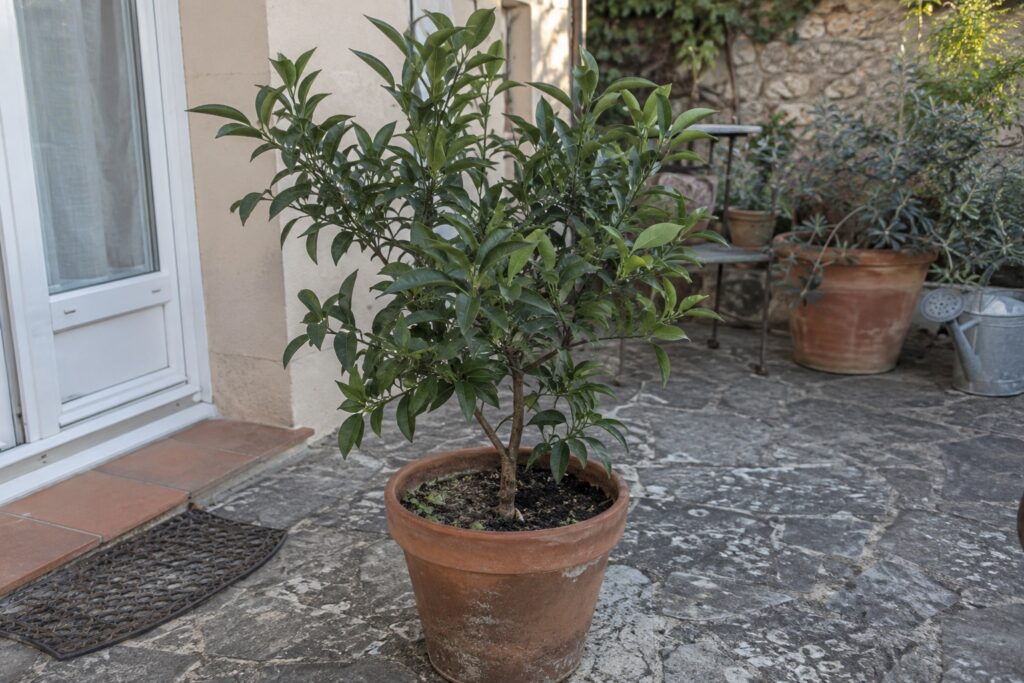Un jeune kumquat au feuillage dense dans un pot sur une terrasse.
