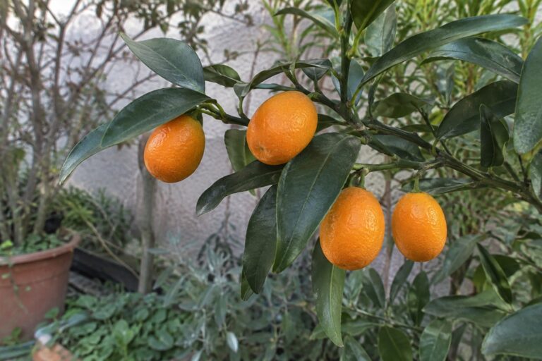 De petits kumquats orange, presque ronds, suspendus à une branche feuillue.