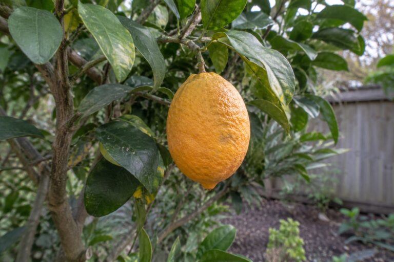 Un agrume orangé à peau épaisse suspendu à une branche de lime Karna Khatta.
