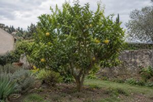 Un petit limettier Pursha au jardin, portant quelques fruits jaunes ronds.