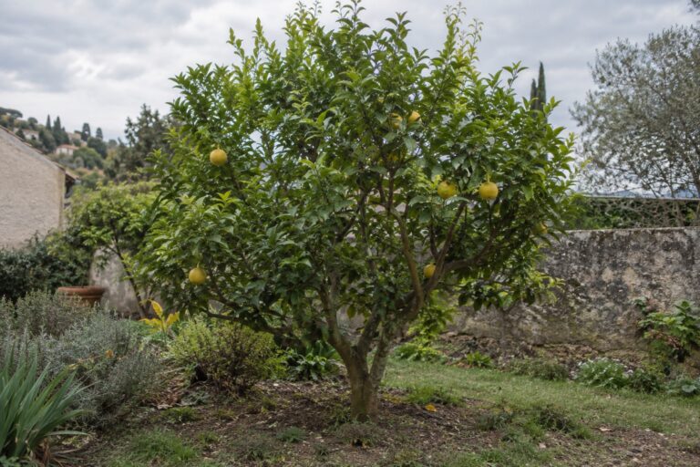 Un petit limettier Pursha au jardin, portant quelques fruits jaunes ronds.