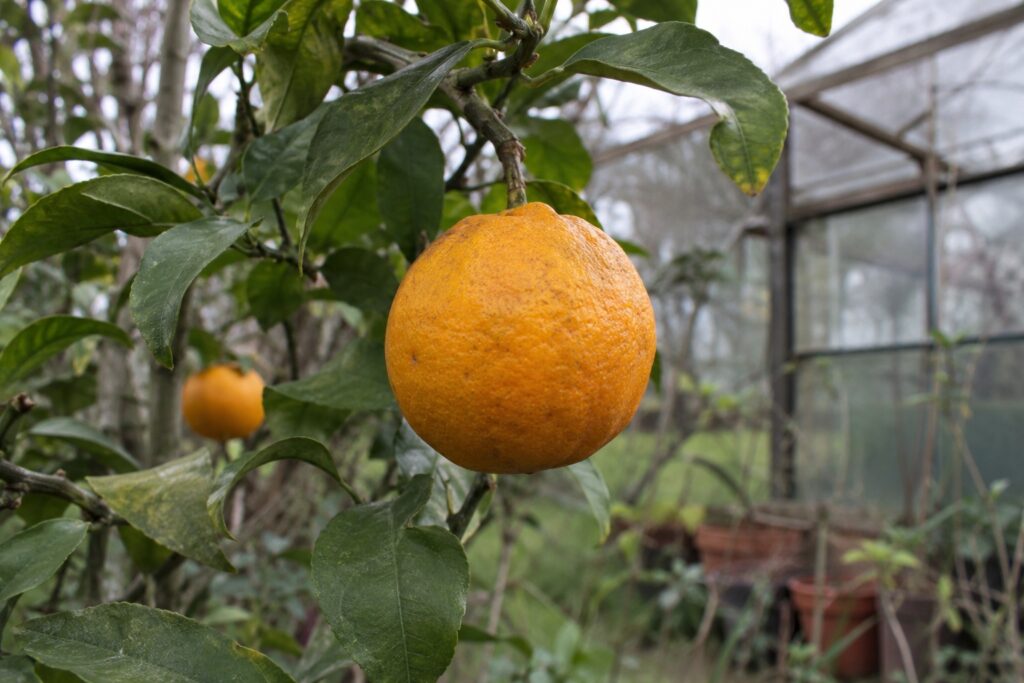 Un petit agrume orange de lime Troyer x Rang pur attaché à une branche.