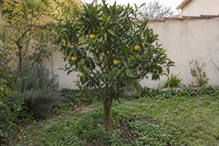 Un petit mandarinier Keraji Kabushi portant quelques fruits jaunes parmi ses feuilles.